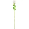 Image de Europalms 82600208 Crystal Rose Blanc 81 cm