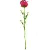 Image de Europalms 82600209 Crystal Rose Bordeaux 81 cm