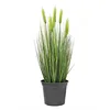 Image de Europalms 61263 Plante de Décoration Blé d'Eté Tôt Vert 60 cm