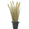 Image de Europalms 61264 Plante de Décoration Blé Prêt pour la Récolte Vert 60 cm