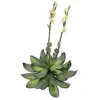 Image de EUROPALMS Rose en Pierre (Eva), Plante Artificielle, Jaune, 32 cm | Rose en Pierre Douce avec Feuilles Douces au Toucher   Très élégante