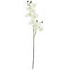 Image de Europalms 61389 Plante de Décoration Orchidée Spray Blanc Crème 100 cm