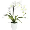 Image de Europalms 82530346 Orchid Arrangement, Multicolore, Taille Unique