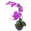 Image de Europalms 82530349 Orchid Arrangement 4, Multicolore, Taille Unique