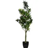 Image de Europalms 82511520 Podocarpus, 90 cm