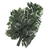 Image de Europalms Ficus Spray 12x, Vert, 1