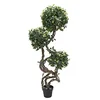 Image de EUROPALMS Ficus Multi Spiralstamm, 160 cm (Kunstpflanze)