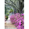 Image de Poster 60 x 90 cm: Bonaventure Cemetery with Azaleas blooming in Savannah Georgia de Julie Eggers / Danita Delimont - reproduction haut de gamme, nouveau poster