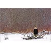 Image de Forex 70 x 100 cm: Hoar Frost near Oturehua de David Wall / Danita Delimont