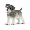 Image de Schnauzer Nain