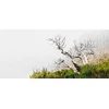 Image de Architects Paper WTD 116890 Papier peint photo Motif arbre DeathTree 47 Vert/blanc/marron 6 x 2,70 m