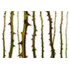 Image de Architects Paper Mantiburi 117865 Papier peint photo pour salon Motif nature BlurredThorns 47 Vert/blanc/marron 4 x 2,70 m
