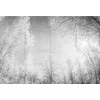 Image de Architects Paper Mantiburi 118020 Papier peint photo ForestGlade | Atelier 47 4 x 2,70 m Gris/blanc