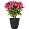 Image de Plante Artificielle en Pot en Plastique 36 cm Accessoire Décoratif Rhododendron avec Fleurs Rose Novella