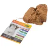 Image de BUBIMEX Racine de bruyere a macher pour chien - Petit modele
