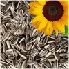 Image de Lyra Pet® 25 kg graines de Tournesol rayées, Aliment Oiseaux Sauvages