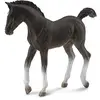 Image de Cheval Tennessee Walking Horse - Poulain noir