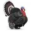 Image de Collecta Turquie