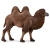 Image de Collecta