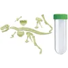 Image de 4M Kidzlabs Science Card T-Rex Skelet Glow-in-the-dark