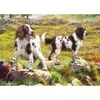 Image de Otter House Puzzle Spaniel on Moor