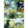 Image de Otter House Puzzle Man's Best Friend