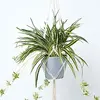 Image de HOMESCAPES Plante Artificielle tombante Chlorophytum en Pot Gris, Plante araignée à Suspendre, Chlorophyton chevelu