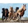 Image de Trefl Chevaux