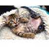 Image de Trefl Chaton