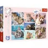 Image de Trefl Monde de Chats