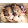 Image de Trefl Chatons