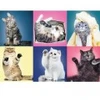 Image de Trefl Chatons