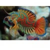 Image de Interdruk Nature Colorée - Mandarinfish