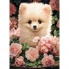 Image de Castorland Chiot Spitz Nain dans les Roses