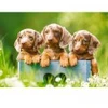Image de Castorland Mignons Chiots