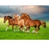 Image de Castorland Chevaux en Ruée Vers le Printemps