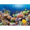 Image de Castorland Récif de Corail