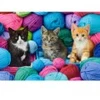 Image de Castorland Chatons dans un Magasin de Laine