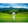 Image de Castorland Rizières au Vietnam