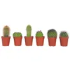 Image de Plant in a Box - Mini-cactus - Mélange de 6 Pièces - Vrais Cactus - Pot 5.5cm - Hauteur 5-10cm