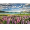 Image de Clementoni Lupin Au Lac Tekapo