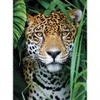 Image de Clementoni Jaguar dans la Jungle
