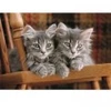 Image de Clementoni Chatons