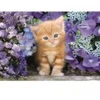 Image de Clementoni Ginger Cat
