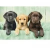 Image de Clementoni Trois Laboratoires