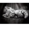 Image de Clementoni Chaton