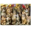 Image de Educa Chatons et Oiseaux