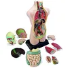 Image de Miniland Lot de 11 anatomies
