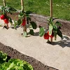 Image de Paillage naturel 75 x 500 cm - pour jardin et potager 100% biodégradable - 500 g/m2
