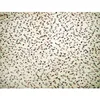 Image de SUALSA Tapis Donia Design Moderne Motif Uni (133_x_190_cm, Ivoire)